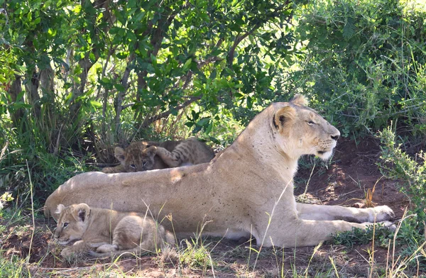 Löwe in Afrika — Stockfoto