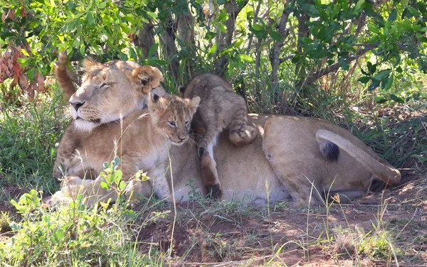 Lion in Africa — Stock Photo, Image