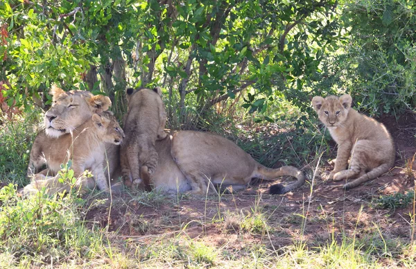 Lion in Afrika — Stockfoto