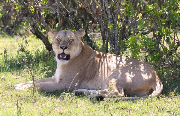 León en África —  Fotos de Stock