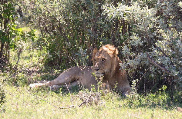 Löwe in Afrika — Stockfoto