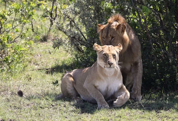 Afrika aslanı — Stok fotoğraf