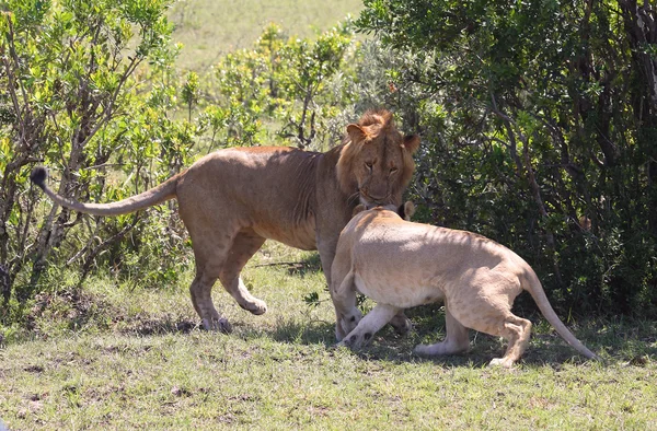Лев в Африке — стоковое фото