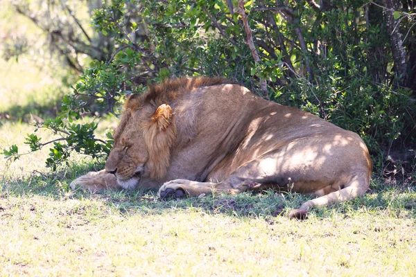 Löwe in Afrika — Stockfoto