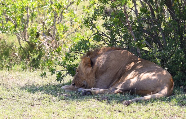 Löwe in Afrika — Stockfoto