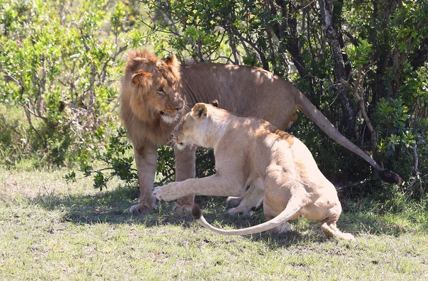 León en África —  Fotos de Stock