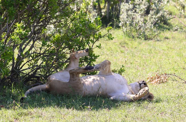 Löwe in Afrika — Stockfoto