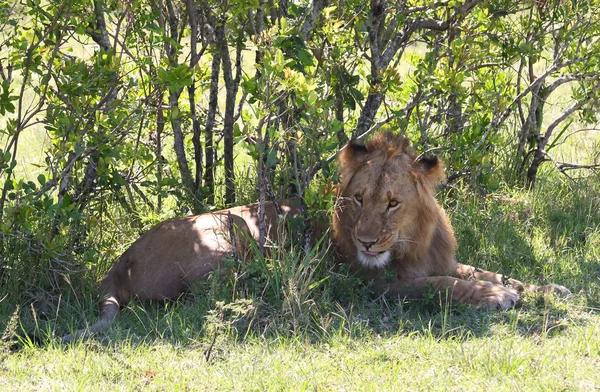 Lion en Afrique — Photo