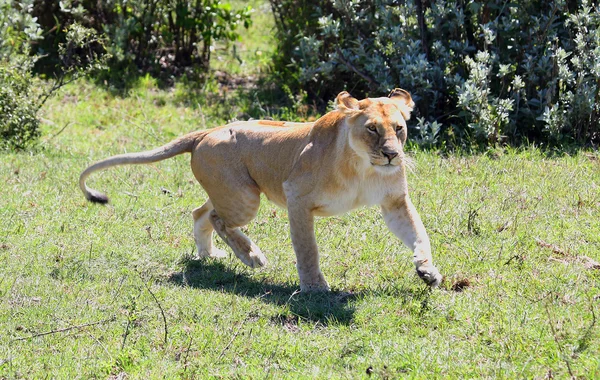 León en África — Foto de Stock