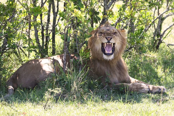 León en África —  Fotos de Stock