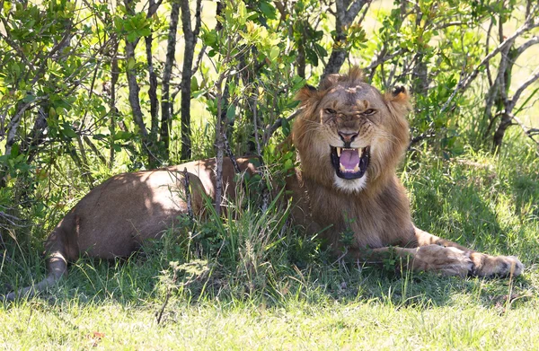 León en África — Foto de Stock