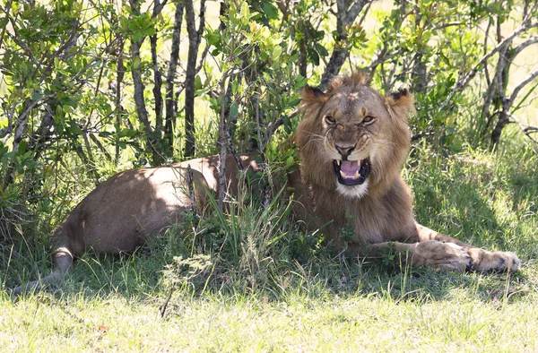 León en África — Foto de Stock