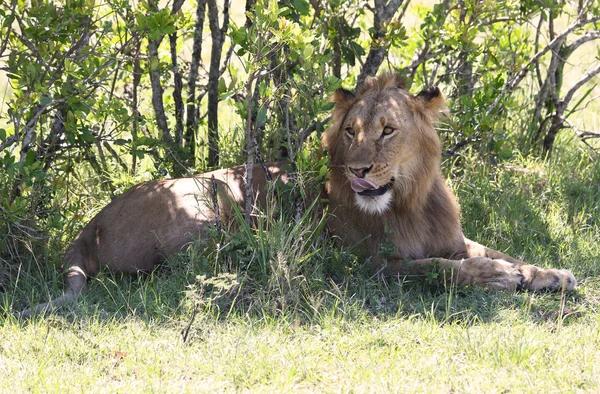 León en África — Foto de Stock