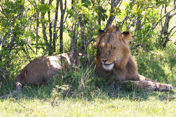 Afrikai oroszlán — Stock Fotó