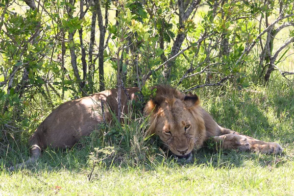 สิงโตในแอฟริกา — ภาพถ่ายสต็อก