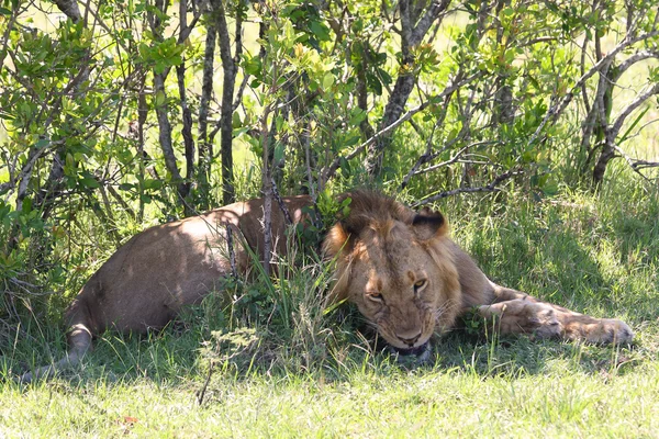 Lejon i Afrika — Stockfoto