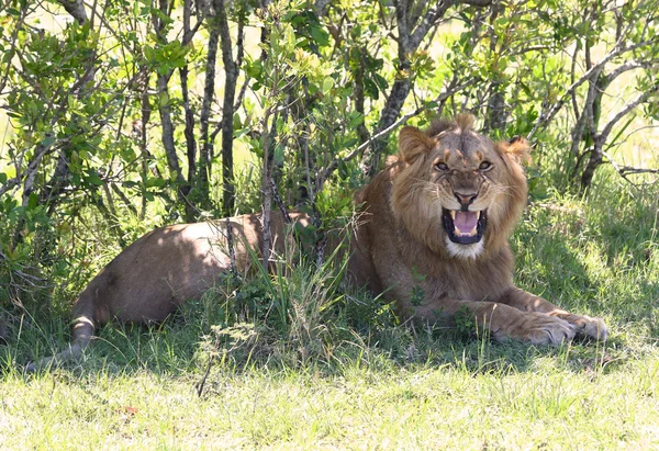 León en África — Foto de Stock