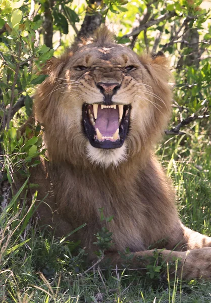 León en África — Foto de Stock