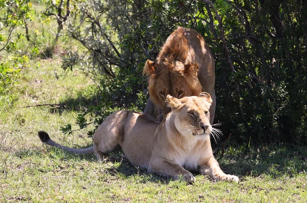 León en África — Foto de Stock