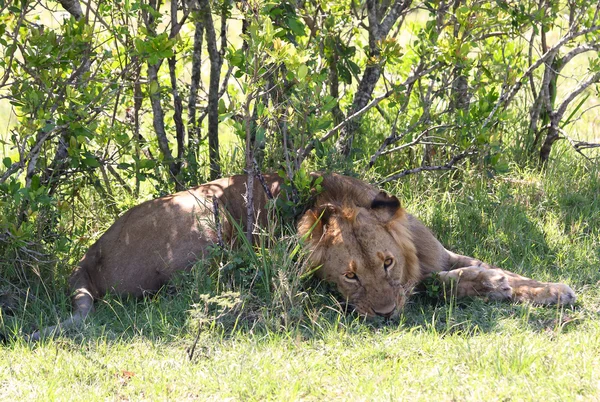 Lion in Afrika — Stockfoto