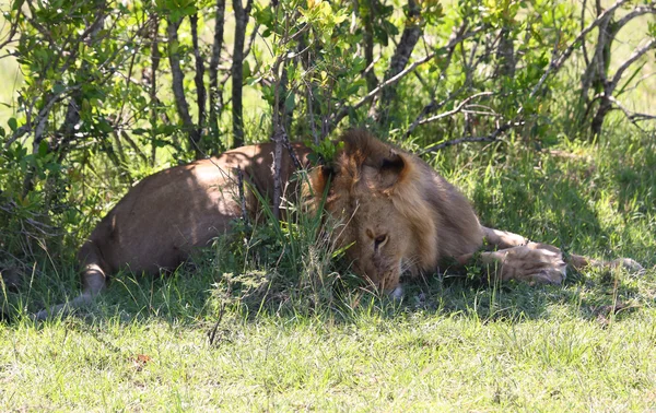 Lion in Afrika — Stockfoto