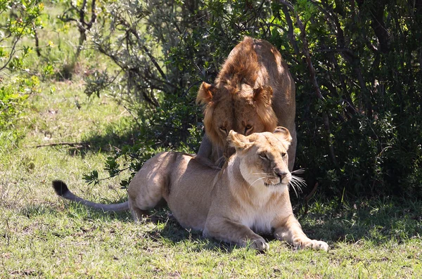 สิงโตในแอฟริกา — ภาพถ่ายสต็อก