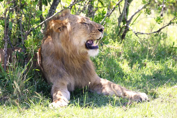 León en África — Foto de Stock