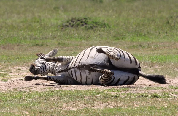 Zebra's in Afrika — Stockfoto