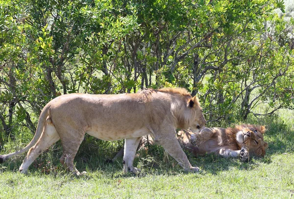 León en África —  Fotos de Stock