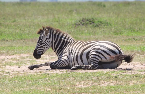 Zebras na África — Fotografia de Stock
