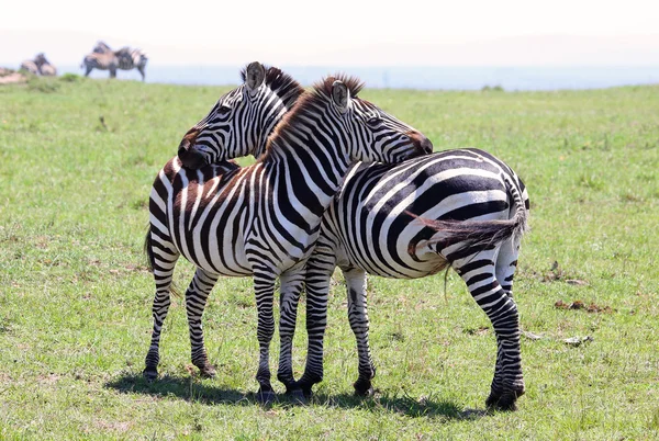 Cebras en África — Foto de Stock