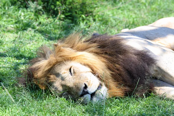 León en África —  Fotos de Stock