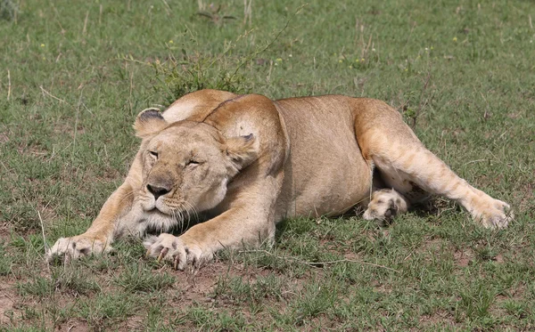 Löwe in Afrika — Stockfoto