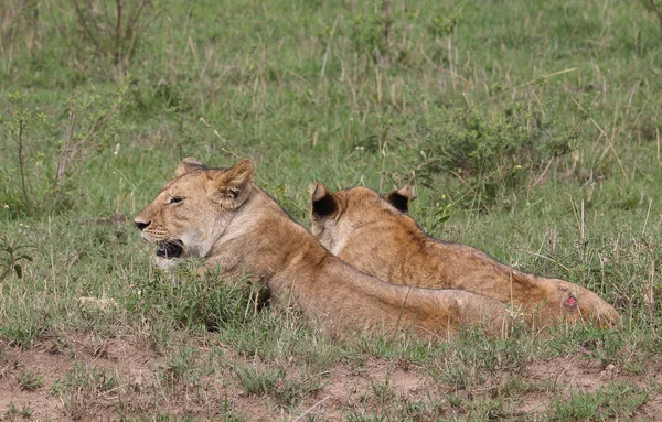 Lion in Afrika — Stockfoto