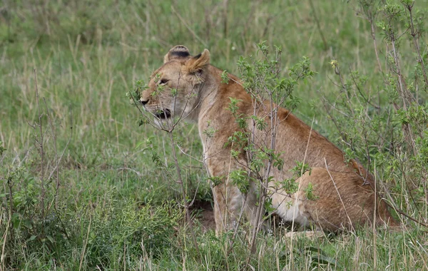 Lejon i Afrika — Stockfoto