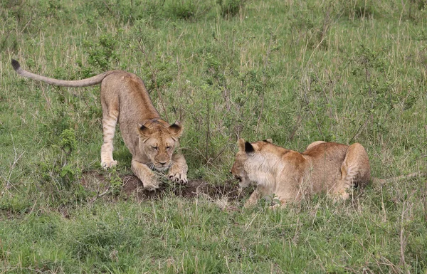 Lion in Afrika — Stockfoto