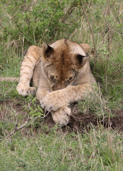 León en África —  Fotos de Stock