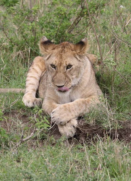 Löwe in Afrika — Stockfoto