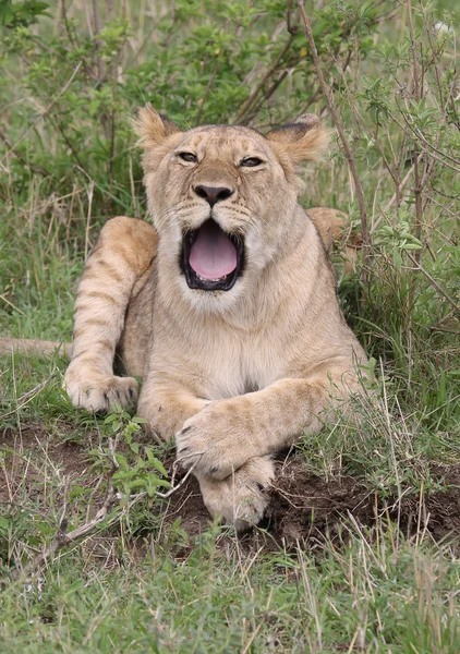 Lion in Africa — Stock Photo, Image