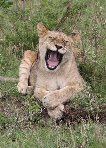 León en África — Foto de Stock