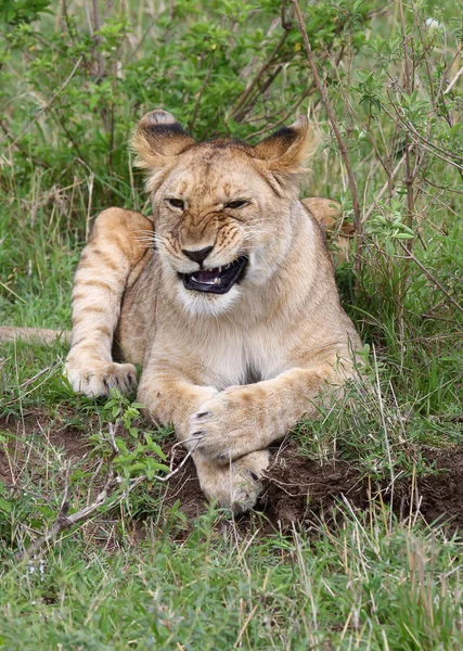 Löwe in Afrika — Stockfoto