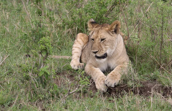 León en África —  Fotos de Stock