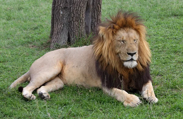 Lion in Africa — Stock Photo, Image