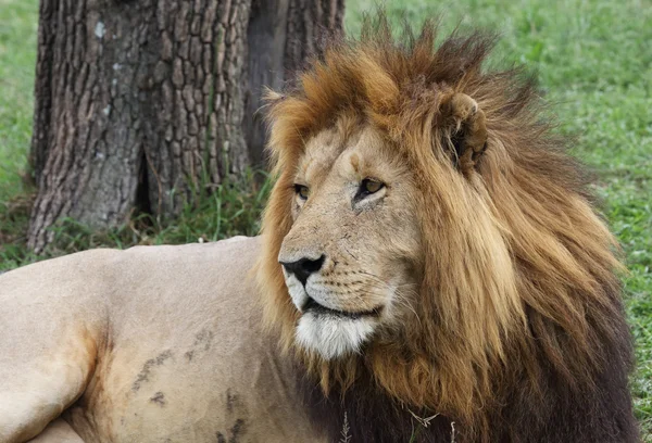 León en África — Foto de Stock