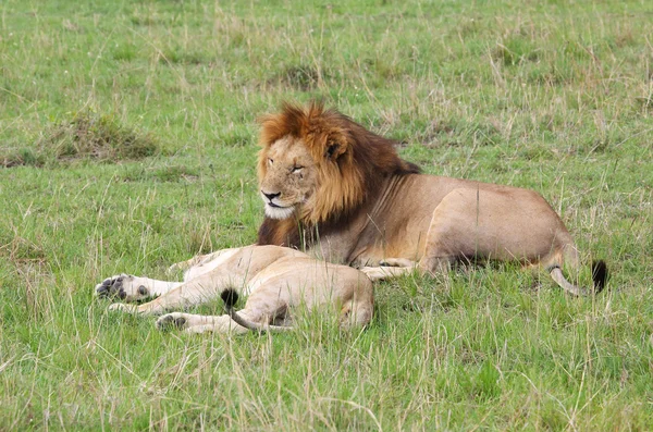 León en África —  Fotos de Stock