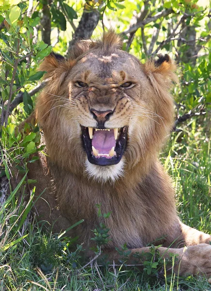 Λιοντάρι στην Αφρική — Φωτογραφία Αρχείου