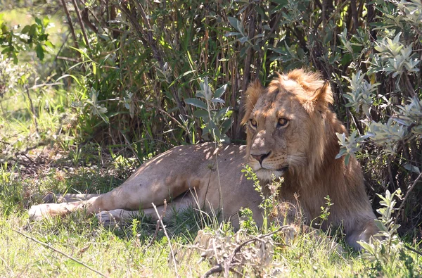 Lion in Afrika — Stockfoto