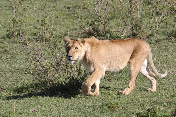 León en África —  Fotos de Stock