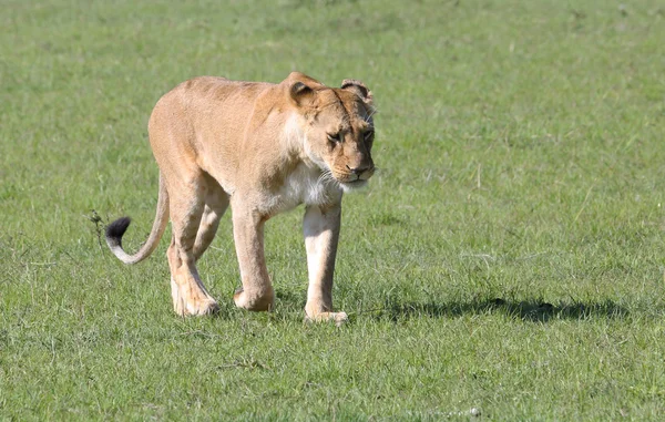 León en África —  Fotos de Stock