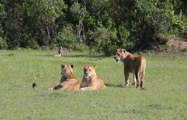 在非洲的狮子 — 图库照片